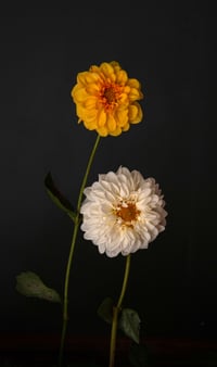 The Rejects 2025: Sunny Dahlias