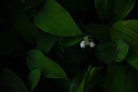 The Rejects 2025: Mary's Tears