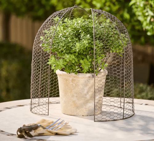 Image of Cloche Dome - Large