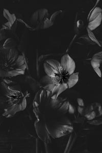 The Rejects 2025: Hellebores in the Dark