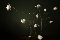 The Rejects 2025: The Magnolia