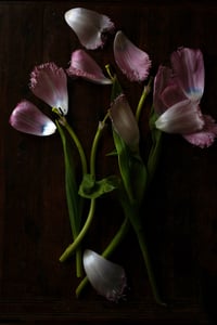 The Rejects 2025: Petals