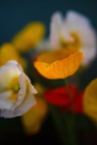 The Rejects 2025: The In Crowd