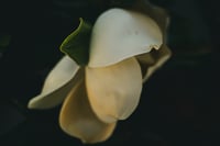 The Rejects 2025: The Magnolia From Your Tree