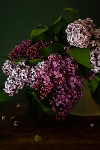 The Rejects 2025: Lilacs in Green