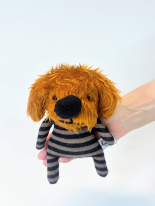 Image of Rolo the dog