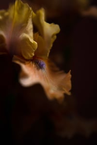 The Rejects 2025: Ballerina