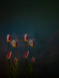 The Rejects 2025: Fading