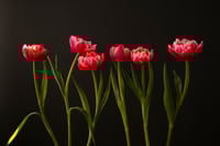 The Rejects 2025: January Tulips no. 2