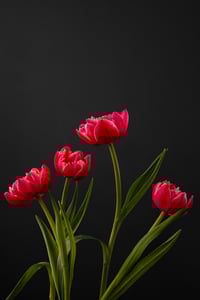 The Rejects 2025: January Tulips no. 3
