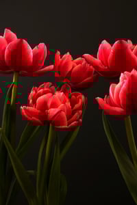 The Rejects 2025: January Tulips no. 4