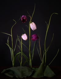 The Rejects 2025: The Persecuted