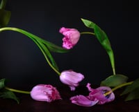 The Rejects 2025: Prayers of Our Sorrowful Mother