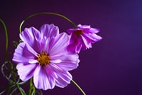 The Rejects 2025: Together