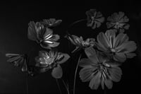 The Rejects 2025: Come Away