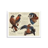 Image 2 of American Kestrel Study - Fine Art Print
