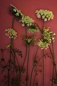 The Rejects 2025: Sanctuary of Love