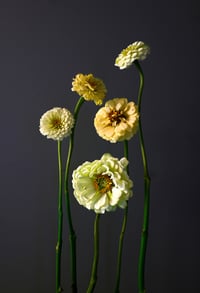 The Rejects 2025: Everlasting