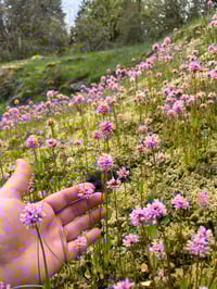 Image 1 of Sea Blush : Plectritis congesta