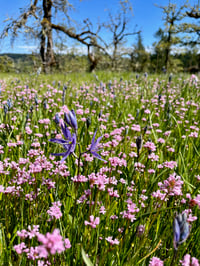 Image 5 of Sea Blush : Plectritis congesta