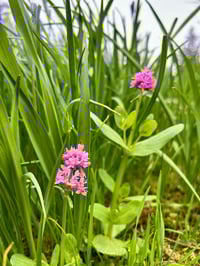 Image 2 of Sea Blush : Plectritis congesta