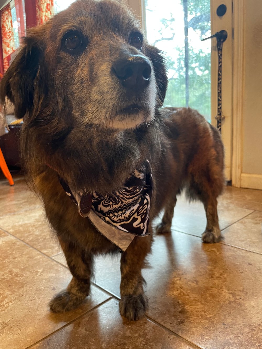 Chillona Tendencies Bandana
