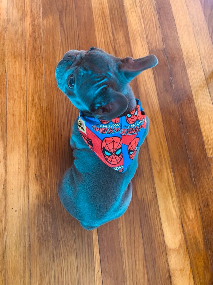 Image of Snap-On Per Bandana (x-small) SWIPE ➡️