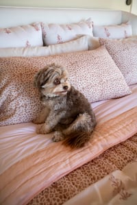 Image 4 of Potpourri Qult