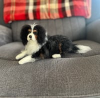 Image 1 of 7” 10” or 12” Tri Cavalier King Charles Spaniel 