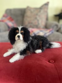 Image 2 of 7” 10” or 12” Tri Cavalier King Charles Spaniel 
