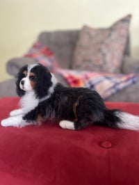 Image 3 of 7” 10” or 12” Tri Cavalier King Charles Spaniel 