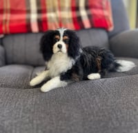 Image 4 of 7” 10” or 12” Tri Cavalier King Charles Spaniel 