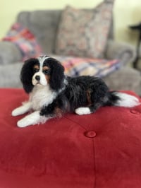 Image 5 of 7” 10” or 12” Tri Cavalier King Charles Spaniel 
