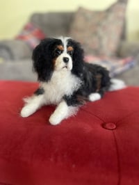Image 7 of 7” 10” or 12” Tri Cavalier King Charles Spaniel 