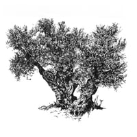 Olive Tree Art Print