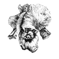 Iris Art Print