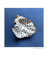 Hand Painted French Oyster 