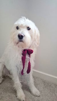 Image 3 of The Floppy Bow 