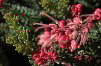 Grevillea lanigera × lavandulacea ‘Cherry Ripe’ – Grevillea
