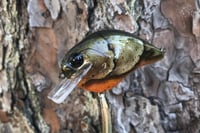 Image 1 of Custom Airbrushed S-CRANK 1.5 Squarebill Crankbait 3661