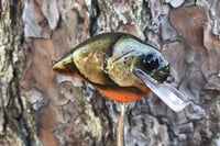 Image 2 of Custom Airbrushed S-CRANK 1.5 Squarebill Crankbait 3661