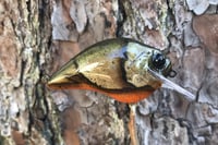 Image 3 of Custom Airbrushed S-CRANK 1.5 Squarebill Crankbait 3661