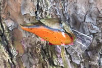 Image 5 of Custom Airbrushed S-CRANK 1.5 Squarebill Crankbait 3661