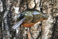 Image 4 of Custom Airbrushed S-CRANK 1.5 Squarebill Crankbait  7802