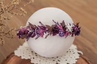 Newborn/Sitter Halo 251