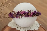 Newborn/Sitter Halo 252