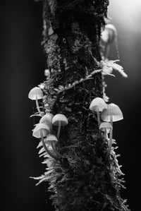 MONOGURUI yurisuit: (IF YOU ARE THE ICING: THEN I AM THE CAKE)