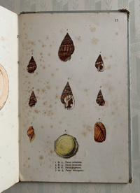 Image 5 of Vintage King Penguin book British Shells