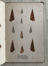 Image 7 of Vintage King Penguin book British Shells