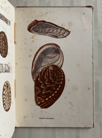 Image 6 of Vintage King Penguin book British Shells